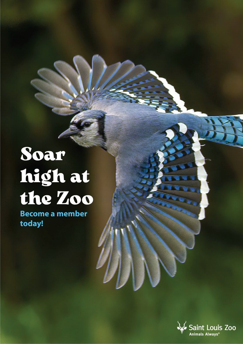 Soar High at the Zoo — Saint Louis Zoo blue jay poster